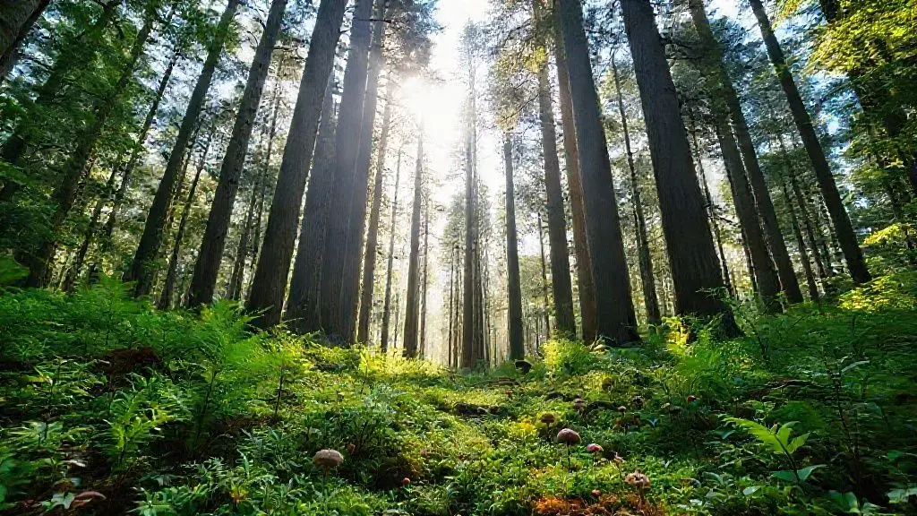 나무와 숲, 한국 경제 성장의 진짜 비결