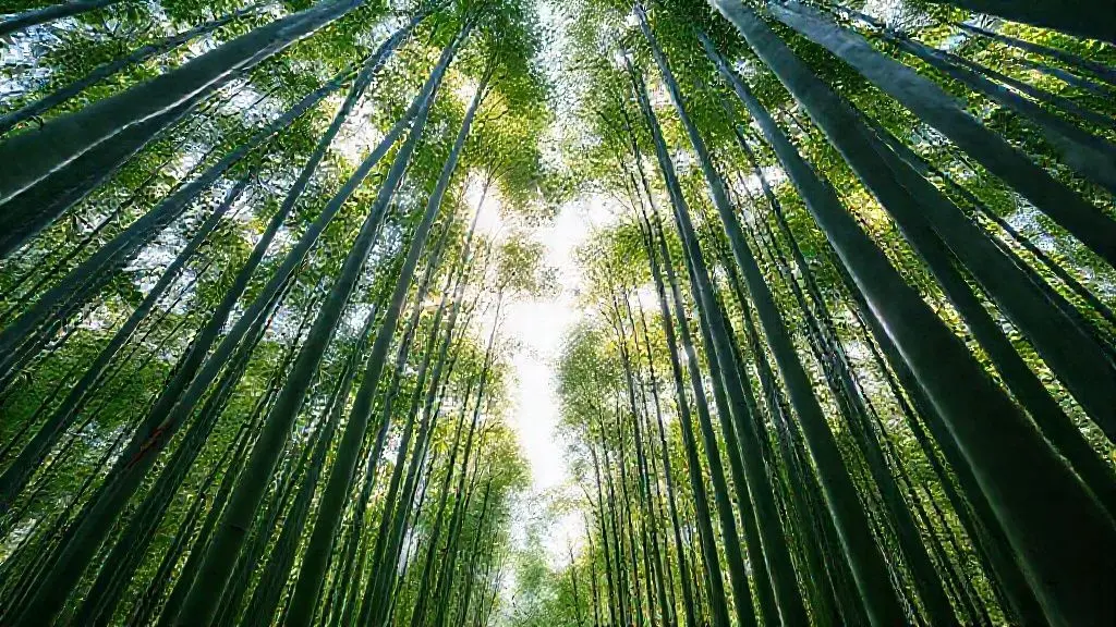 3. 온몸으로 느끼는 푸른 쉼표, 담양 관방제림과 죽녹원