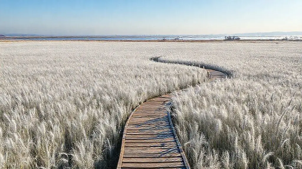 은빛으로 물든 겨울 바람의 노래: 시흥 갯골생태공원