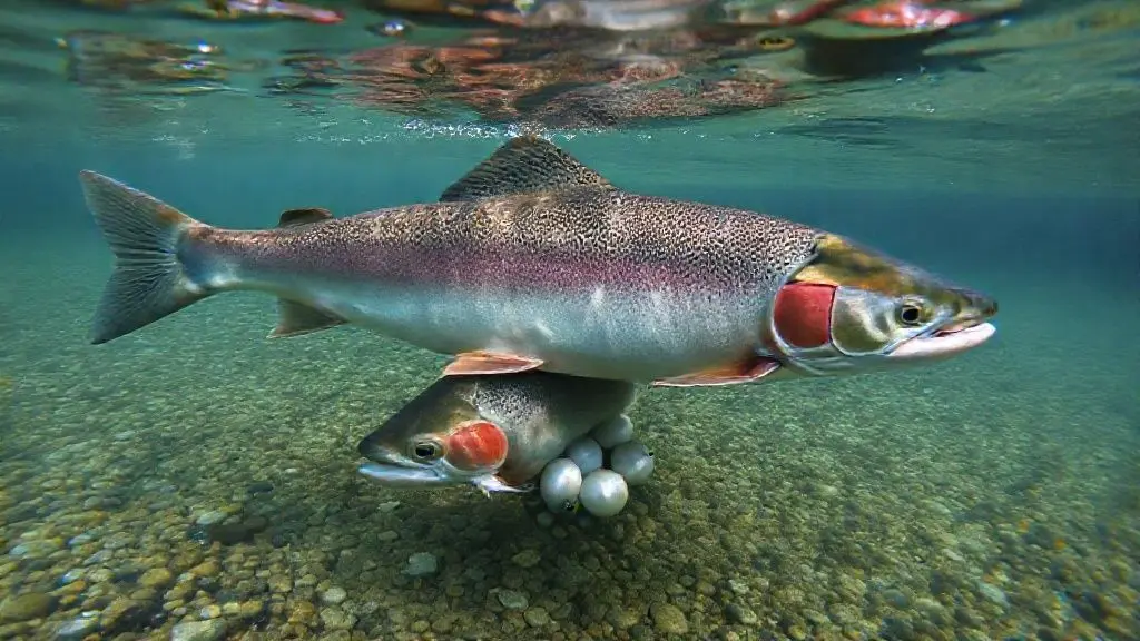 최적의 산란지를 향한 본능