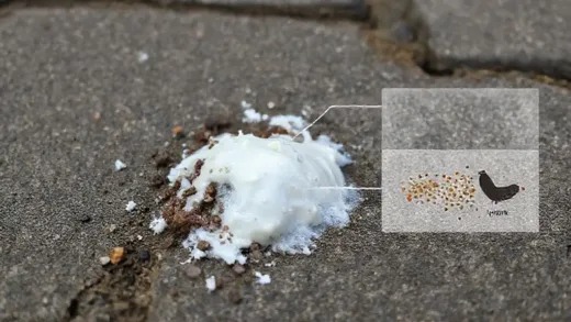 A close-up shot of bird droppings on a pavement, clearly showing the white creamy part mixed with the darker fecal matter, with a subtle scientific diagram overlay explaining the combined excretion.