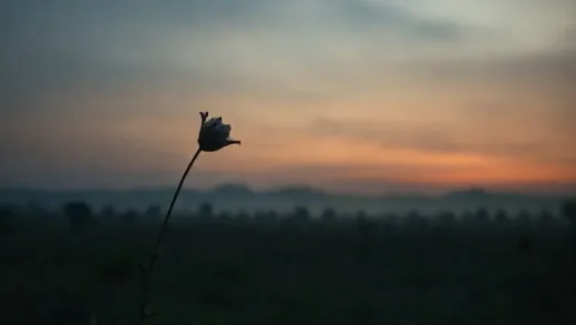 A somber, artistic representation of the Cambodian landscape at dusk, with a subtle hint of historical sorrow, perhaps a single wilting flower in the foreground, and distant, almost ghostly figures.