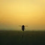 사라지는 꿀벌, 우리 식탁의 미래는?