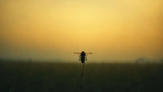A dramatic, slightly mysterious image of a single honeybee silhouette against a vast, empty field, symbolizing disappearance and the unknown future of food.