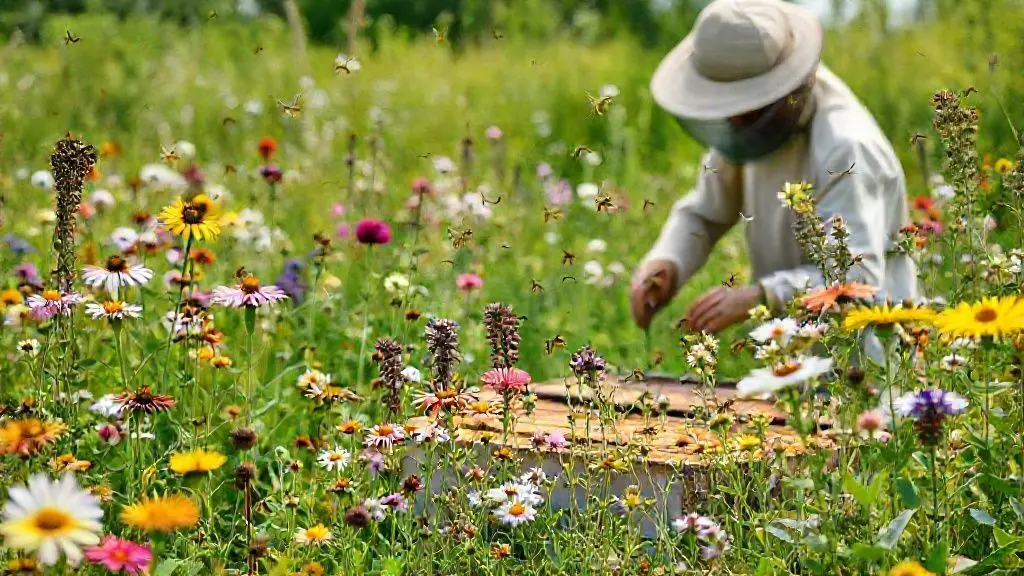지속 가능한 미래를 위한 꿀벌과의 공존