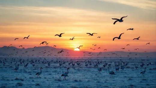 A beautiful, serene winter landscape of Suncheon Bay at sunset, with numerous black-necked cranes silhouetted against the sky, conveying peace and natural beauty.