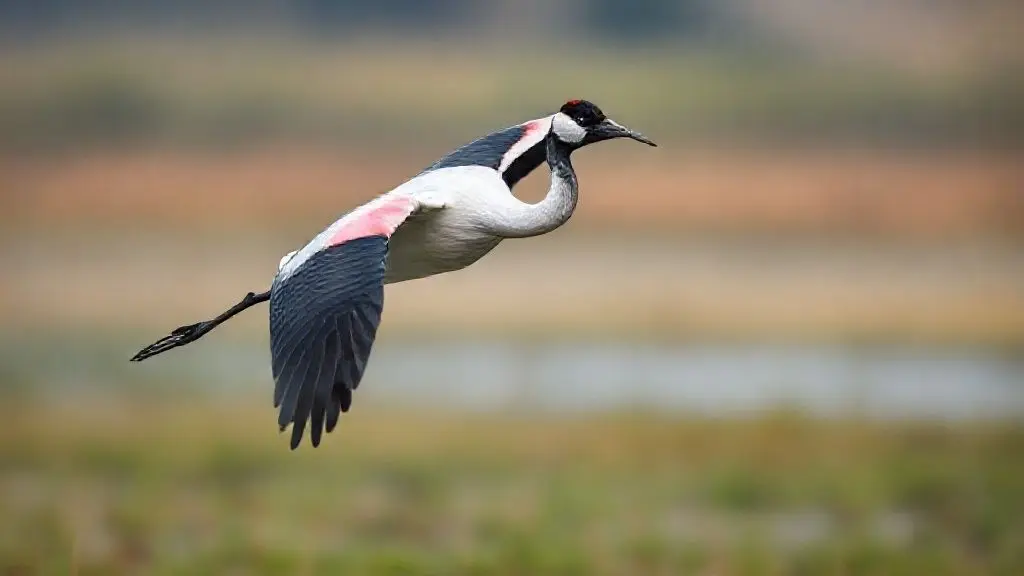 흑두루미, 행운을 부르는 겨울 손님