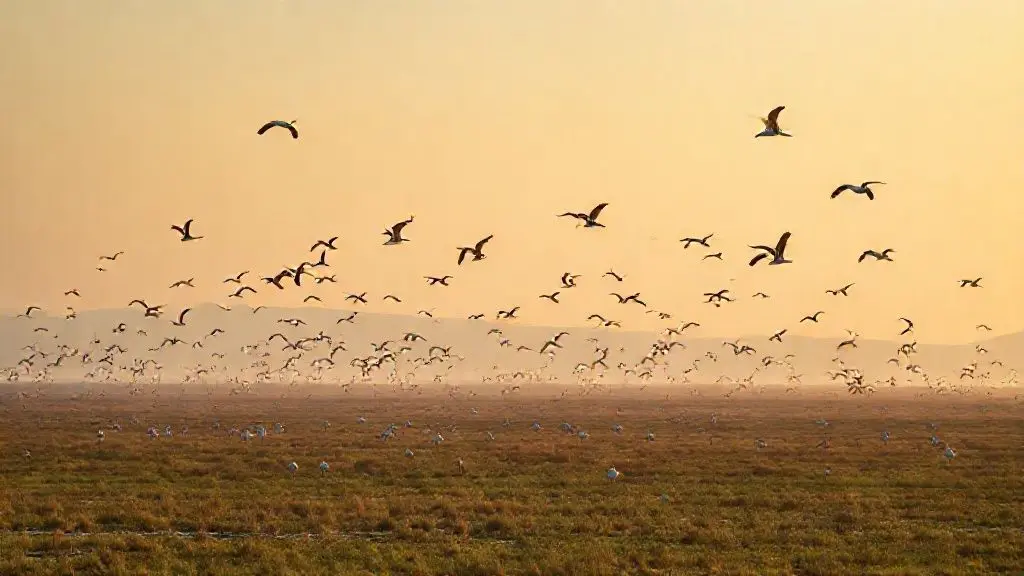 순천만에서 만나는 잊지 못할 경험