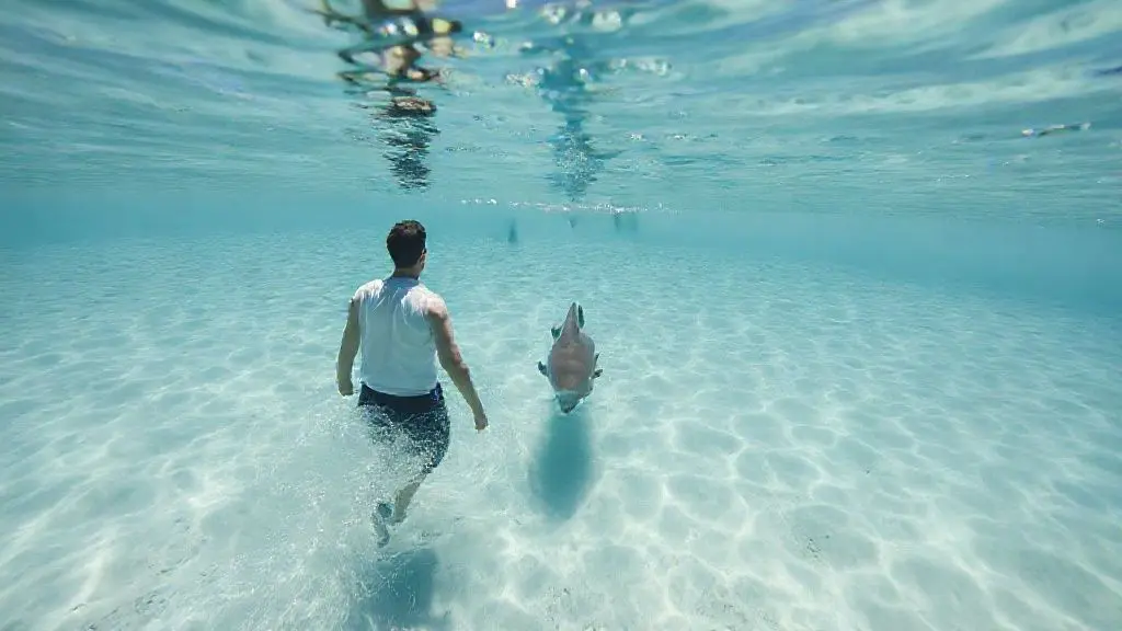 3. 상어 공격 시 대처법: 생존을 위한 지혜