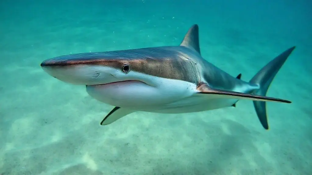 5. 망치머리 귀상어, 진화의 미학