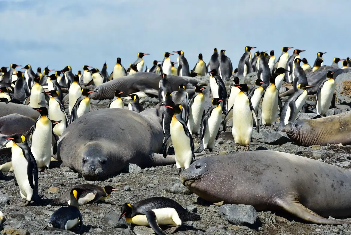 🐧 생명력이 넘치는 메커리 섬의 생물