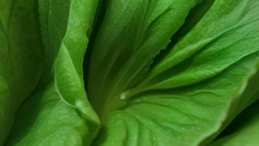 Close-up image of fresh, vibrant green lettuce leaves, some with red tips. A single drop of white sap (lactucin) is visible on a torn leaf. The background is a soft, natural green blur, suggesting a garden or farm.